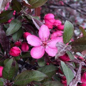 Meet your Posher, Savannah